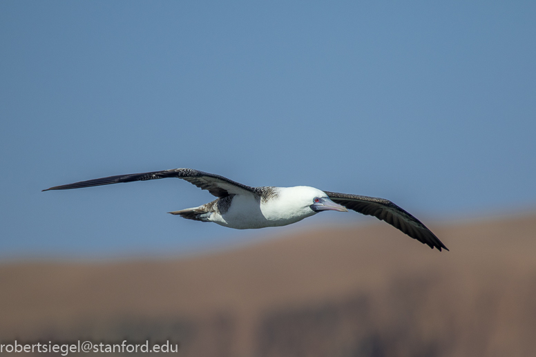 paracas